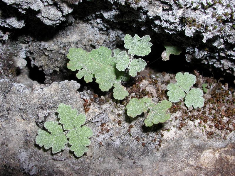 Pteridaceae Notholaena candida