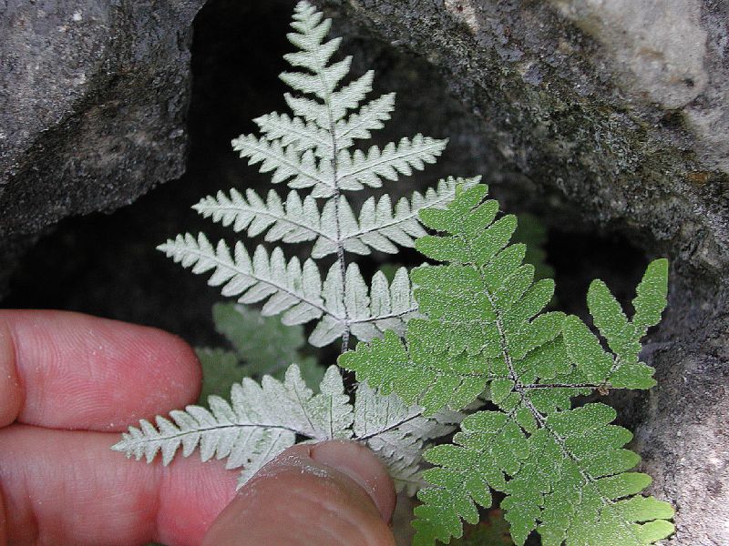 Pteridaceae Notholaena candida