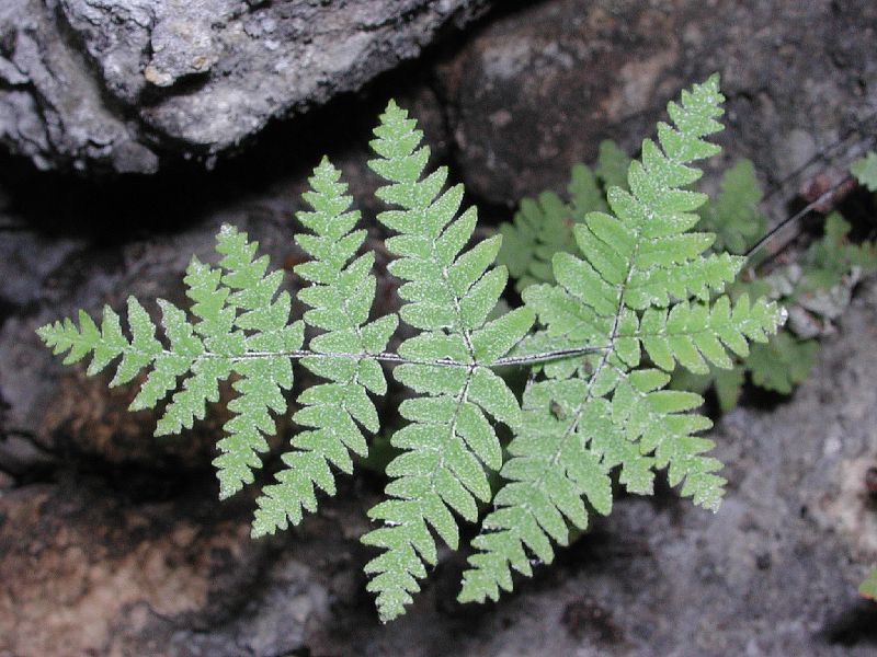 Pteridaceae Notholaena candida