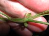 image of Cydista diversifolia