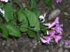 image of Cydista diversifolia