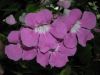 image of Cydista diversifolia