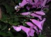image of Cydista diversifolia