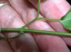image of Cydista diversifolia