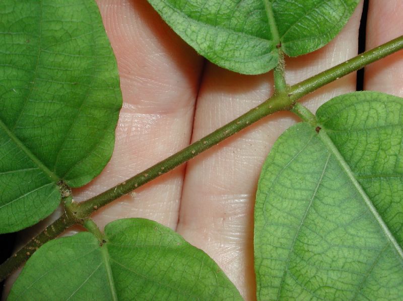 Apocynaceae Forsteronia spicata