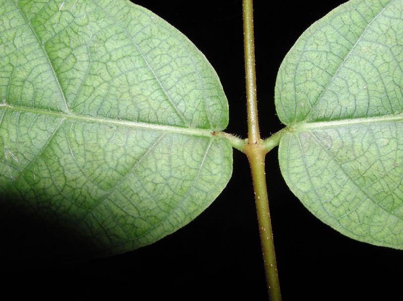 Apocynaceae Forsteronia spicata