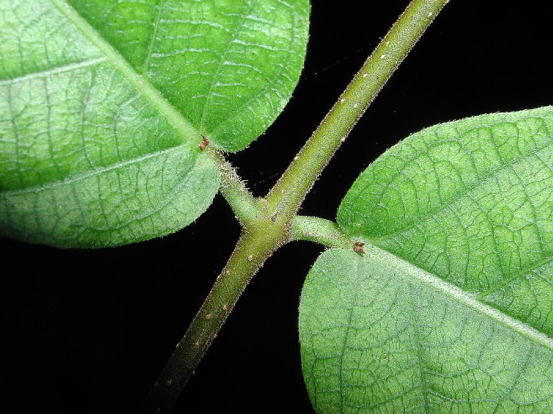 Apocynaceae Forsteronia spicata