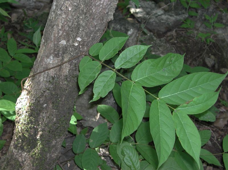Apocynaceae Forsteronia spicata