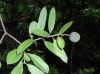 image of Jacquinia nervosa