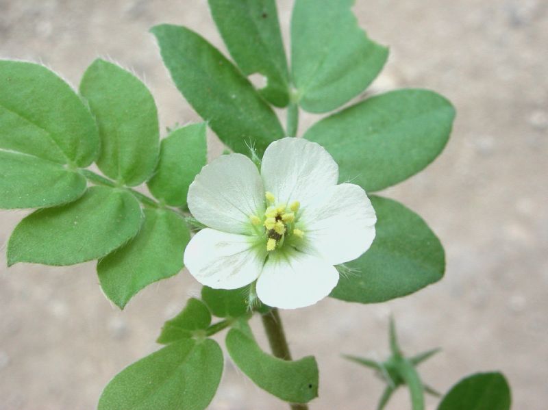 Zygophyllaceae Kallstroemia maxima
