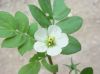 image of Kallstroemia maxima