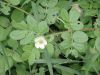 image of Kallstroemia maxima