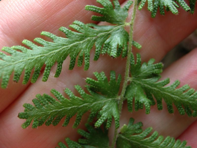 Lygodiaceae Lygodium venustum