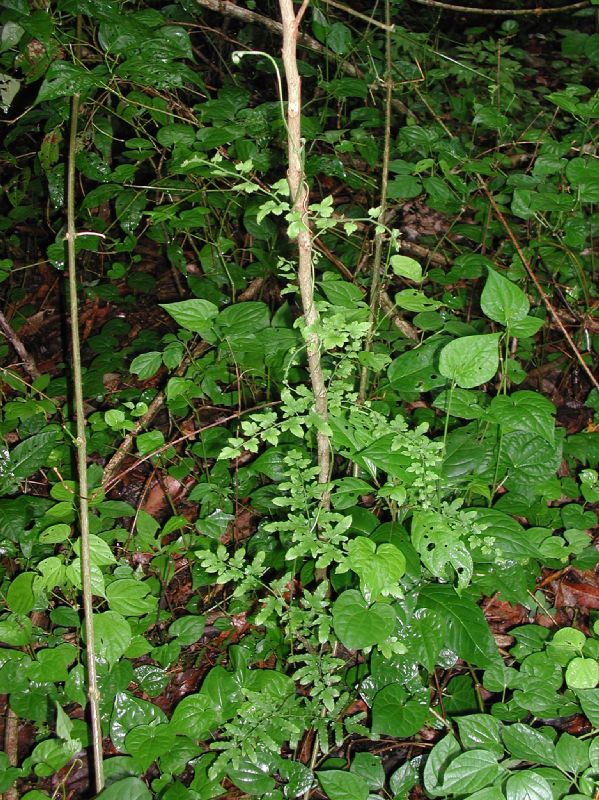 Lygodiaceae Lygodium venustum