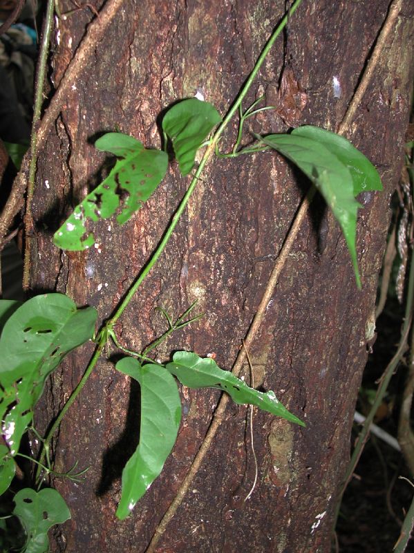 Bignoniaceae Macfadyena unguis-cati