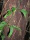 image of Macfadyena unguis-cati