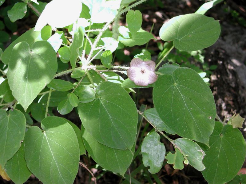 Apocynaceae Polystemma guatemalense