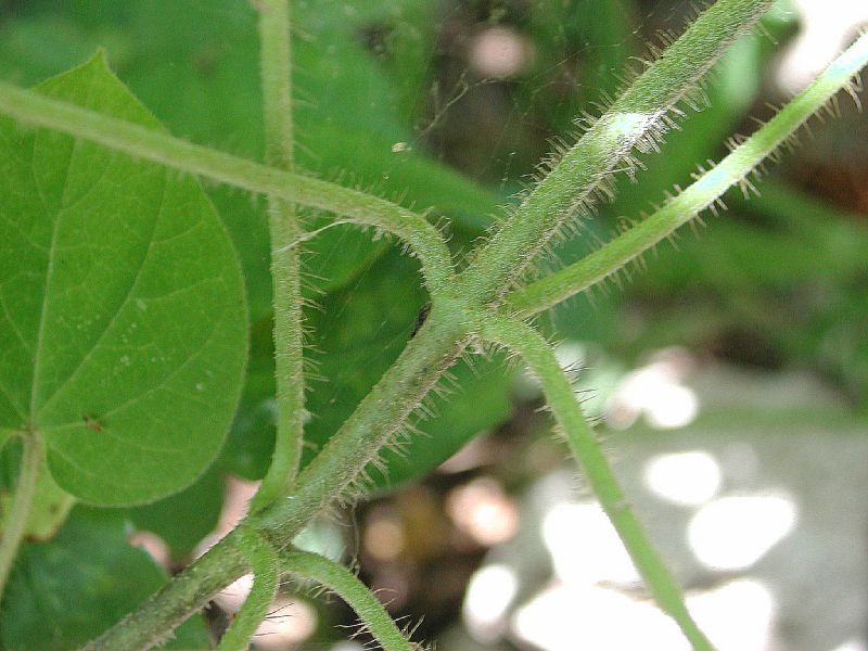 Apocynaceae Polystemma guatemalense