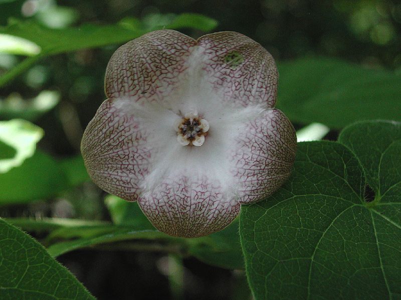 Apocynaceae Polystemma guatemalense