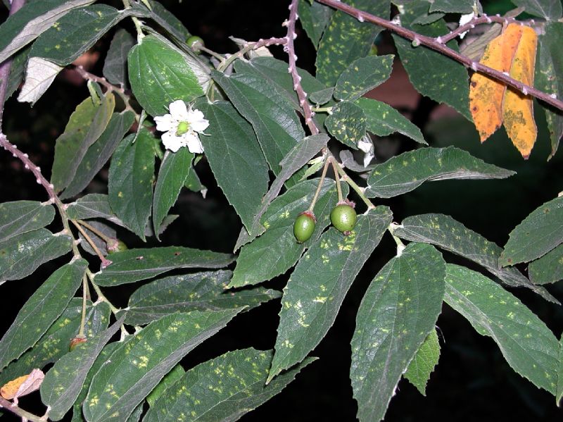 Muntingiaceae Muntingia calibura