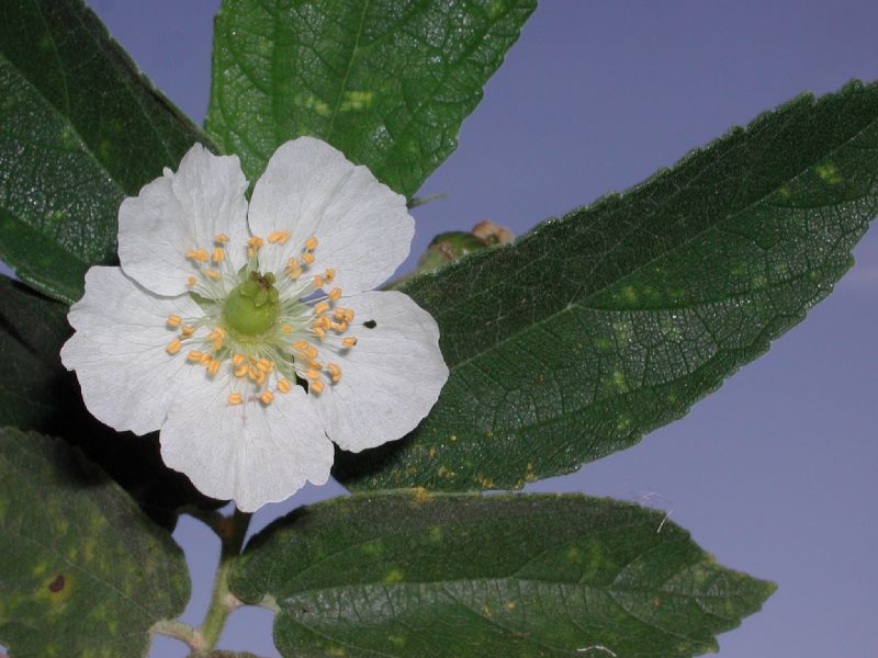 Muntingiaceae Muntingia calibura