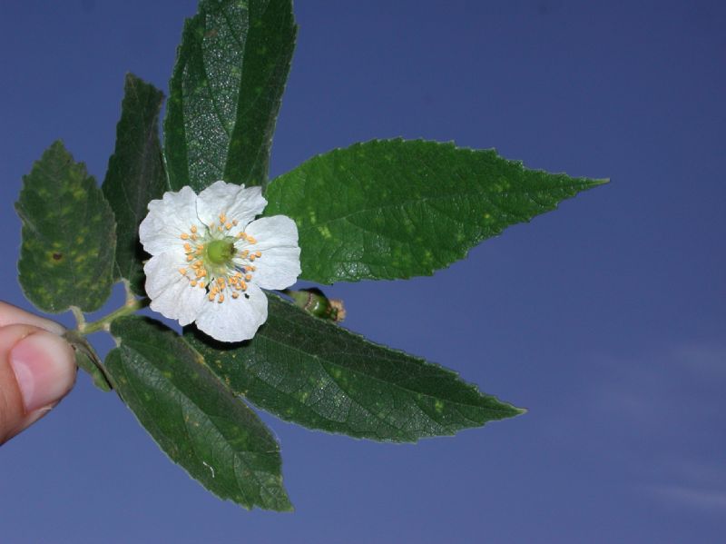 Muntingiaceae Muntingia calibura