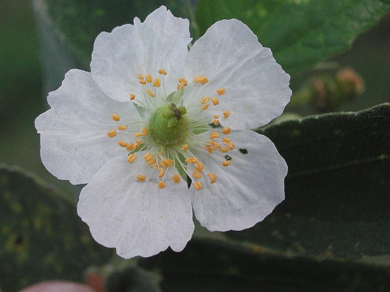 Muntingiaceae Muntingia calibura