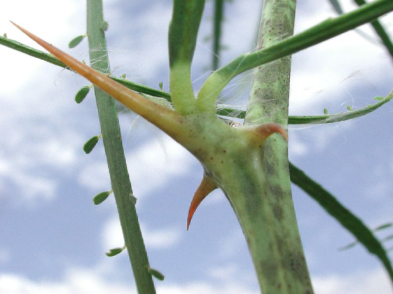Fabaceae Parkinsonia aculeata