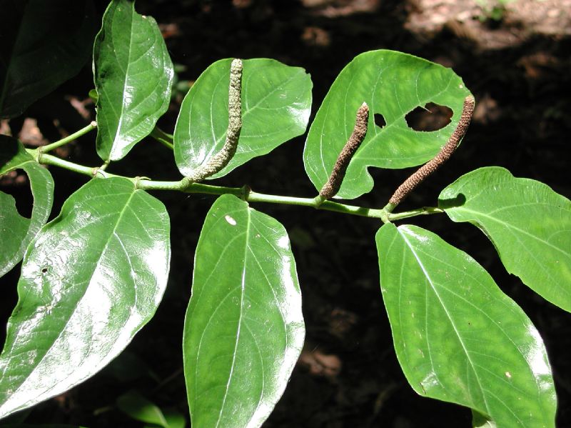 Piperaceae Piper 