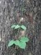 image of Pithecoctenium crucigerum