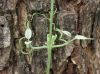 image of Pithecoctenium crucigerum