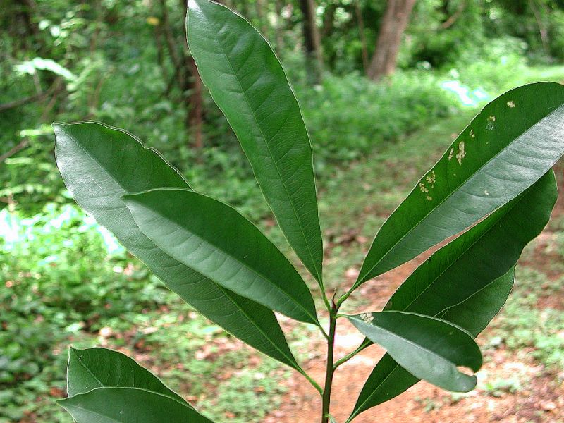 Sapotaceae Pouteria reticulata