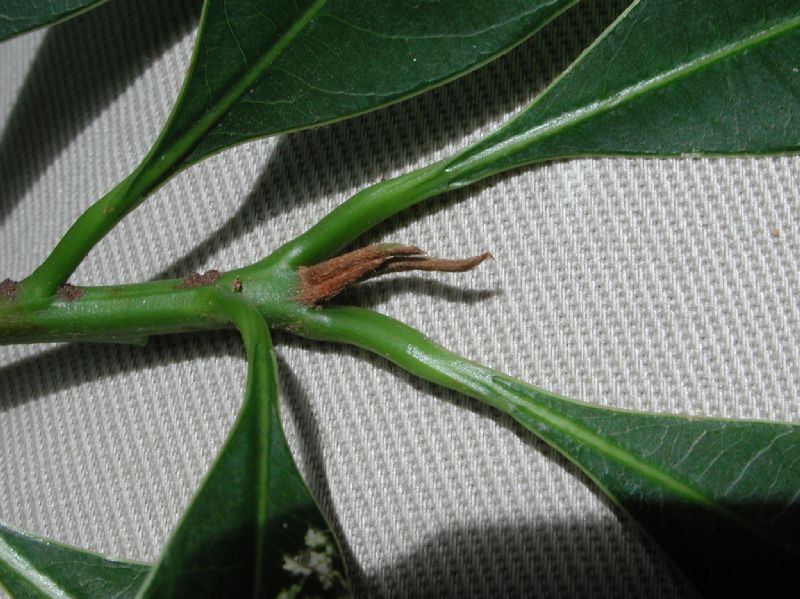 Sapotaceae Pouteria reticulata
