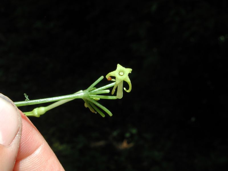 Cucurbitaceae Rytidostylis 
