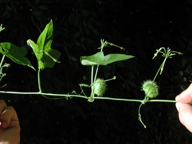 Cucurbitaceae Rytidostylis carthaginense