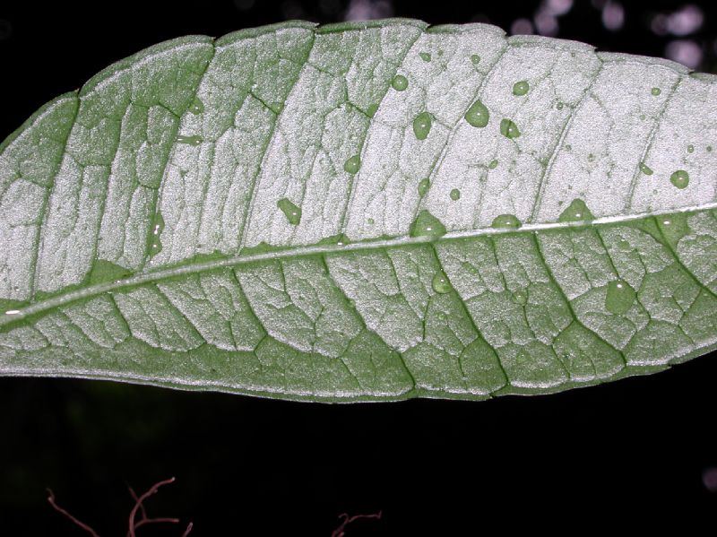 Anacardiaceae Spondias radlkofferi