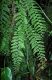 image of Asplenium maxonii