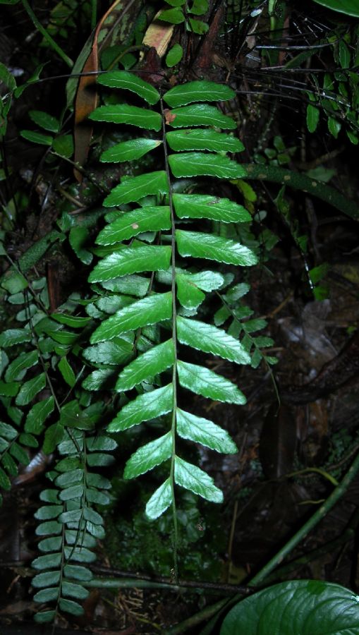 Aspleniaceae Asplenium cirrhatum