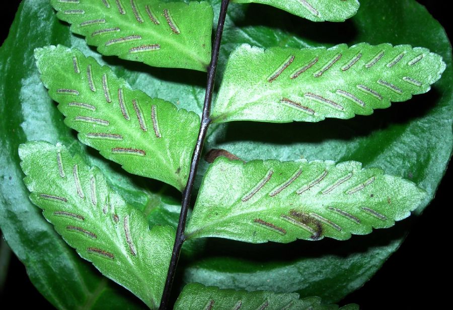 Aspleniaceae Asplenium cirrhatum