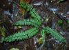 image of Asplenium pteropus