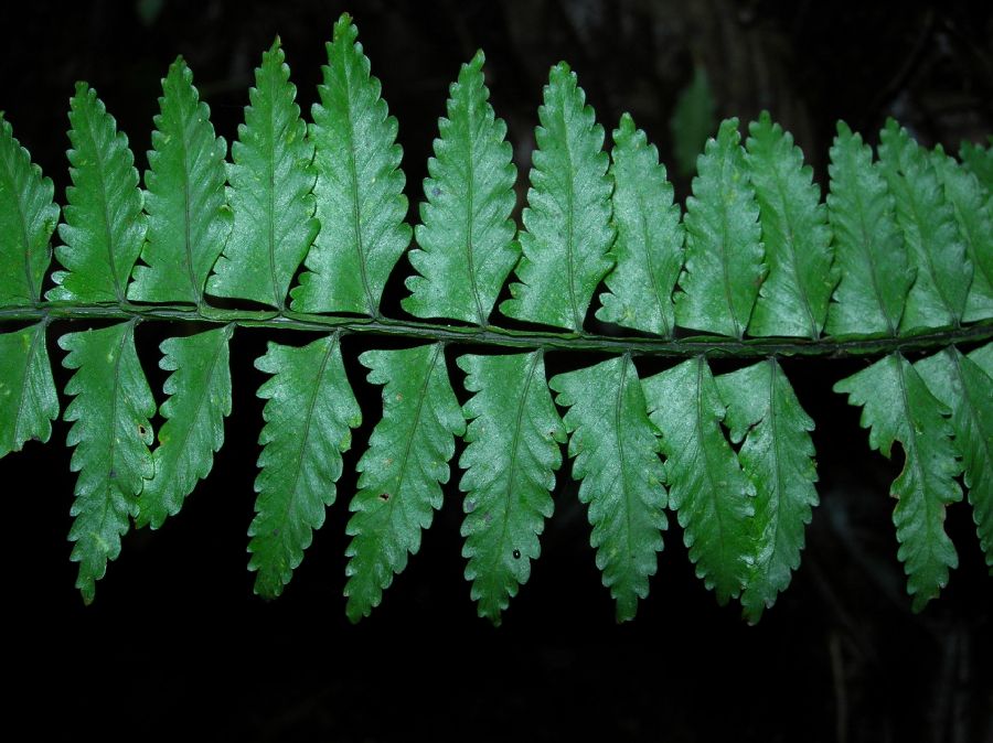 Aspleniaceae Asplenium pteropus