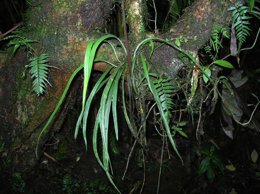 Pteridaceae Polytaenium lineatum