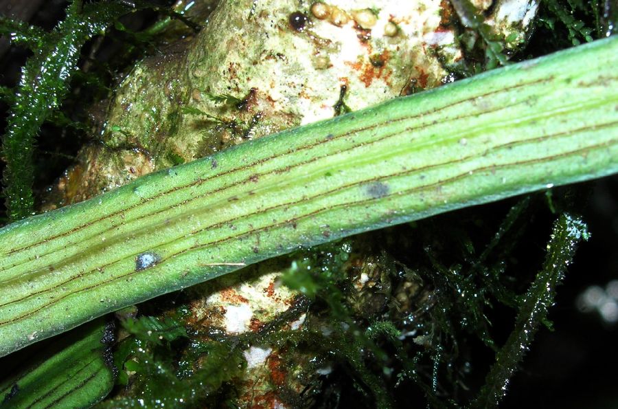 Pteridaceae Polytaenium lineatum
