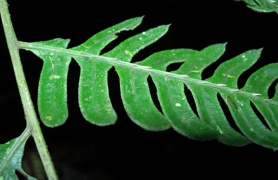 Pteridaceae Pteris muricata