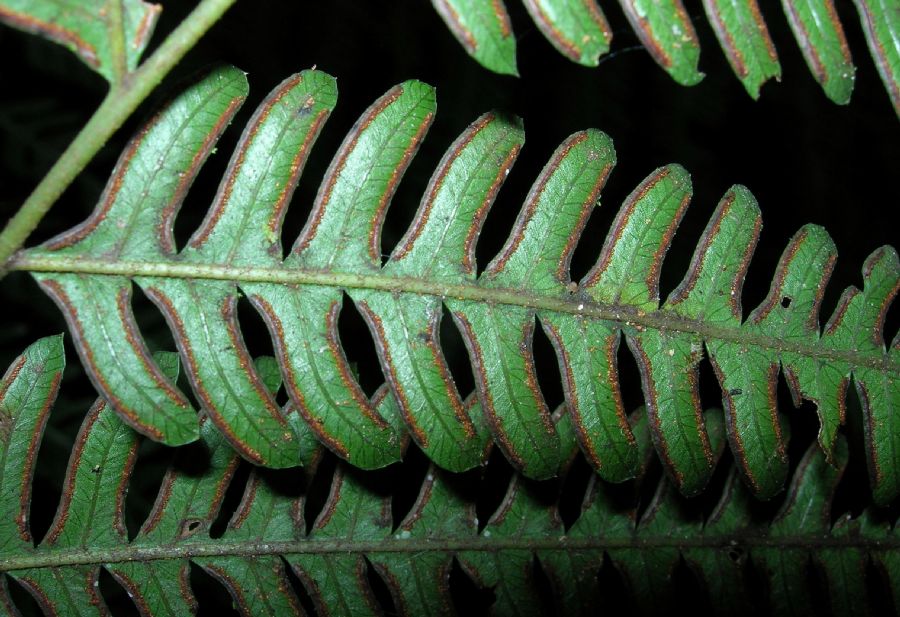 Pteridaceae Pteris muricata