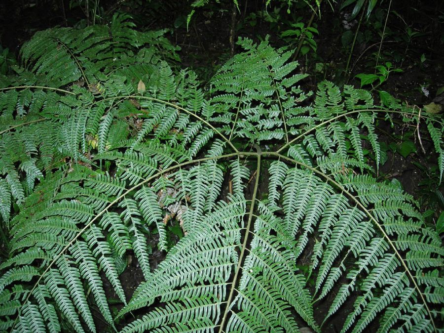 Pteridaceae Pteris muricata