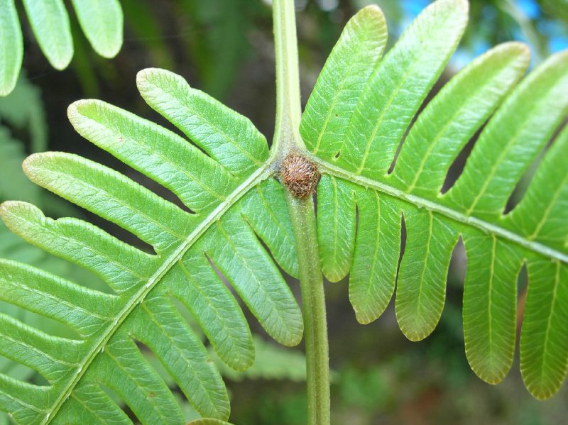 Pteridaceae Pteris quadriaurita