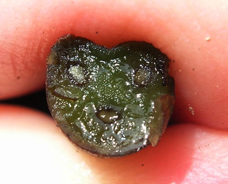 Blechnaceae Lomaridium ensifolium