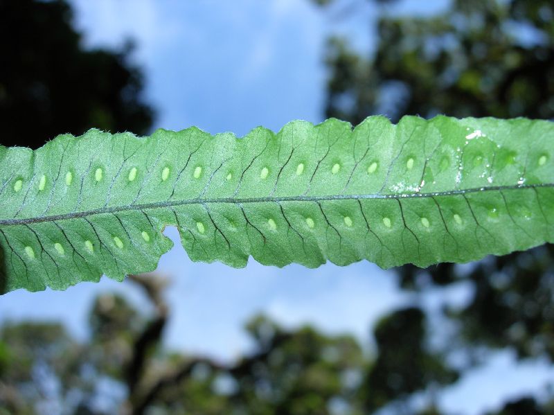 Polypodiaceae Pecluma ursipes