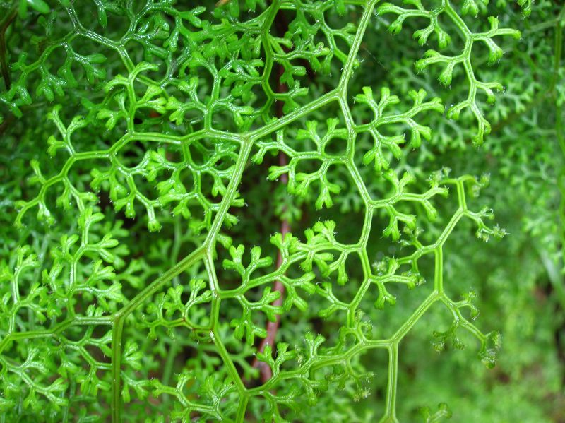 Pteridaceae Jamesonia glaberrima